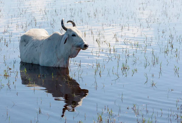 Herd Van Koeien Zomer Groen Akker Landbouw Land Bosbouw Weiland — Stockfoto