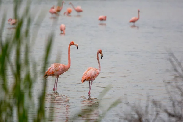Meksika Flamingoları Gölde Yürür — Stok fotoğraf