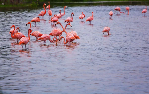 Mexikói Flamingók Gázolnak Lagúnában — Stock Fotó