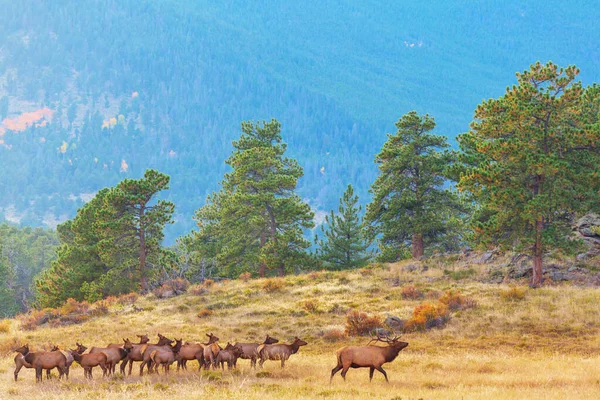 Mountain Bull Elch Herbstwald Colorado Usa — Stockfoto