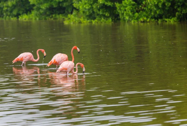 Mexican Flamingos Wade Lagoon — Stock Photo, Image