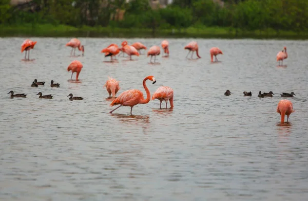 Flamencos Mexicanos Vadean Laguna — Foto de Stock