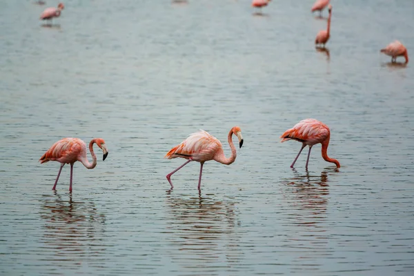 Mexicaanse Flamingo Waden Lagune — Stockfoto