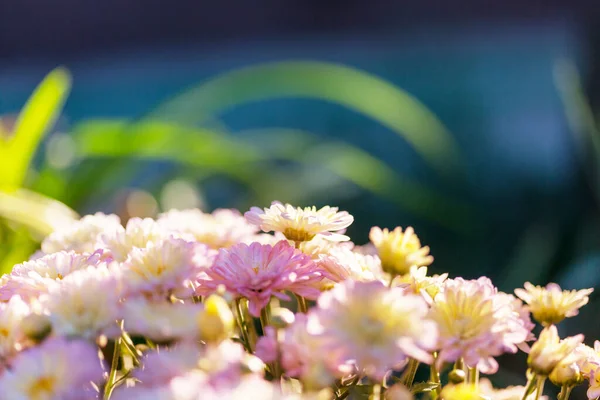 Primer Plano Las Hermosas Flores Adecuado Para Fondo Floral —  Fotos de Stock