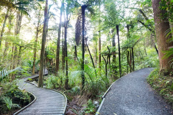 Nieuw Zeelandse Tropische Jungle Bos Groene Natuurlijke Achtergrond — Stockfoto