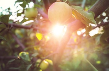 Sonbahar bahçesindeki ağaçta elma