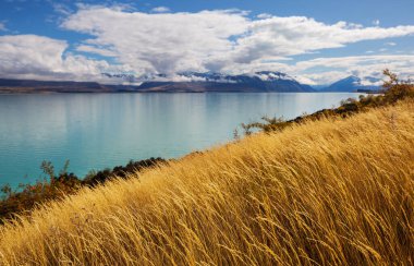 Güneşli sonbahar çayırı. Doğal arkaplan.