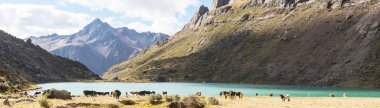 Yüksek dağlarda, göle yakın inekler.