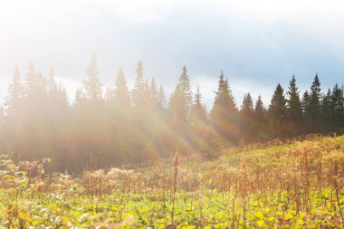 Güneşli bir günde dağ çayırı. Doğal yaz manzarası.