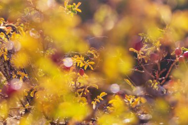 Dağlardaki dal üzerinde gül ağacı üzümleri, doğal sonbahar mevsimlik arka plan
