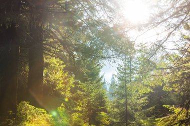 Yeşil ormanda güneşli bir günde ışıldar