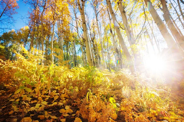 Scena Colorata Della Foresta Soleggiata Nella Stagione Autunnale Con Alberi — Foto Stock