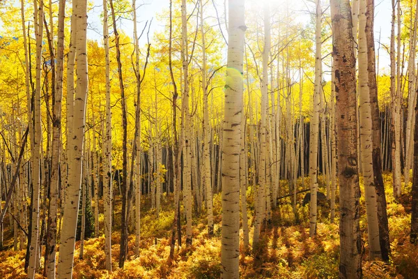 Kleurrijke Zonnige Bos Scene Het Najaar Met Gele Bomen Heldere — Stockfoto