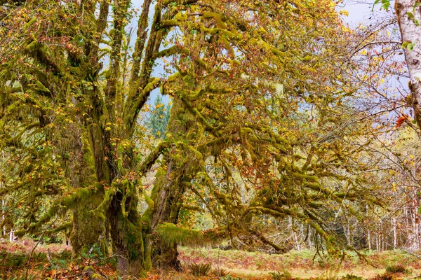 Jesienny Sezon Hoh Rainforest Olympic National Park Usa Piękne Niezwykłe — Zdjęcie stockowe