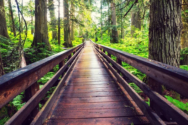 Promenade Bois Dans Forêt — Photo