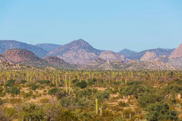 Campos Cactus Baja California —  Fotos de Stock