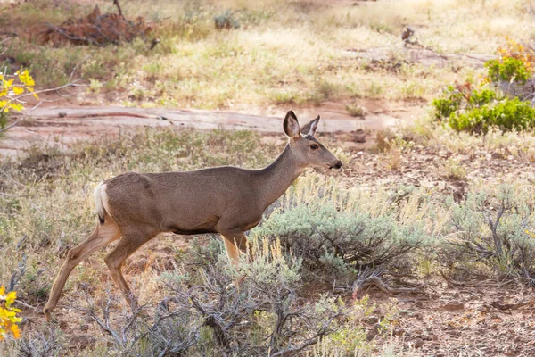 Rehe Auf Der Herbstwiese Usa — Stockfoto