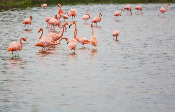 Pink Flamingo Laguně Mexiko — Stock fotografie