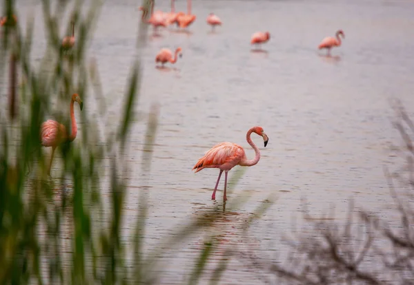 Pink Flamingo Lagoon Mexico — Stock Photo, Image