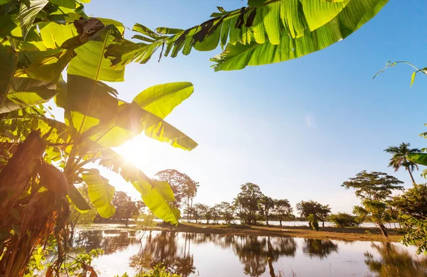 Översvämmade Tropiska Landskap Vid Solnedgången — Stockfoto