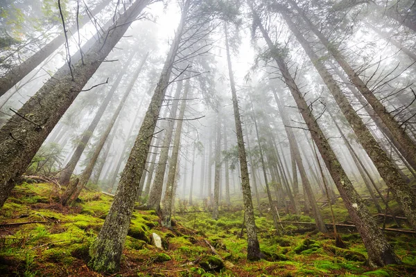 Bosque Brumoso Mágico Hermosos Paisajes Naturales — Foto de Stock