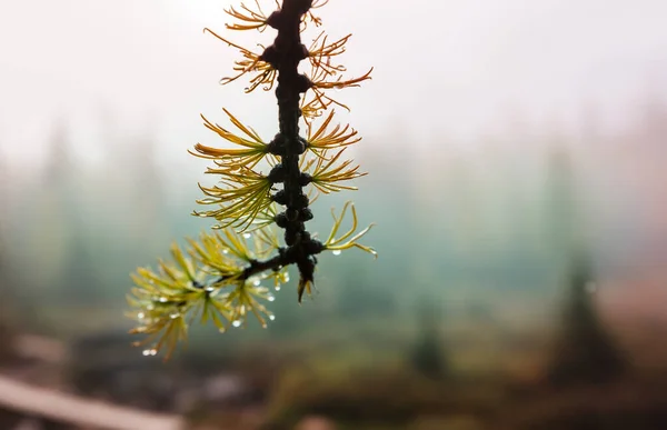 Krásné Zlaté Larches Horách Podzimní Sezóna — Stock fotografie