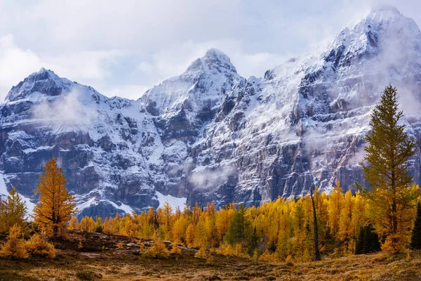 Piękne Złote Modrzewie Górach Jesienny Sezon — Zdjęcie stockowe