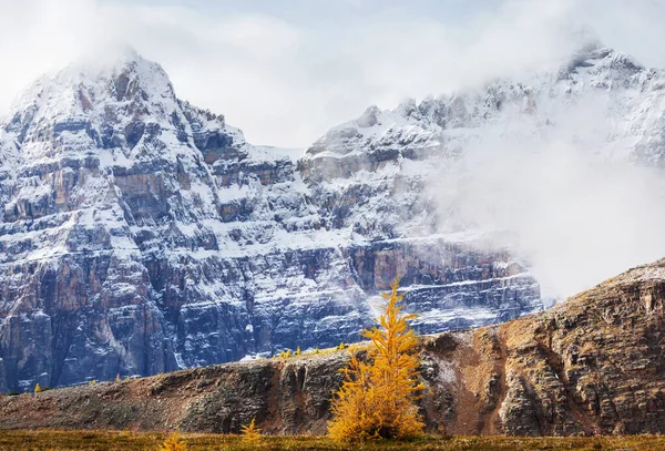 Beautiful Golden Larches Mountains Fall Season — Stock Photo, Image