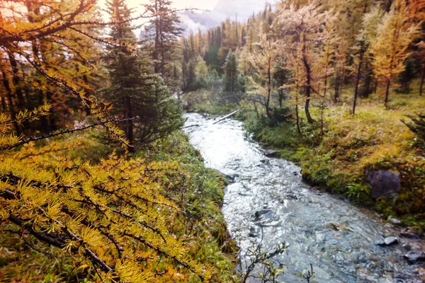 Prachtige Gouden Lariks Bergen Herfstseizoen — Stockfoto