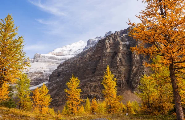 Hermosos Alerces Dorados Las Montañas Temporada Otoño — Foto de Stock