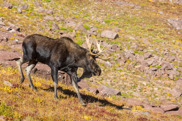Wild Bull Moose Βουνά Φθινόπωρο Κολοράντο Ηπα — Φωτογραφία Αρχείου