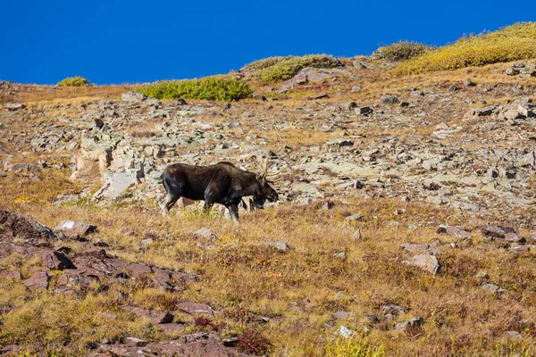 Wild Bull Moose Autumn山 コロラド州 アメリカ — ストック写真