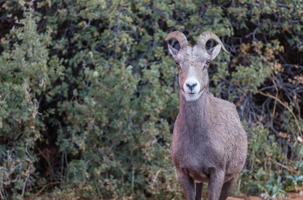 Dzika Owca Bighorn Górach Cascade — Zdjęcie stockowe