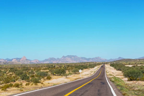 メキシコ 山のサボテン畑に沿って農村道路 — ストック写真