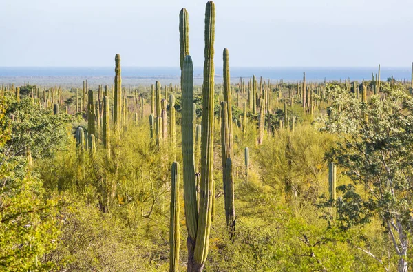 Estrada Rural Longo Dos Campos Cactos Nas Montanhas México — Fotografia de Stock