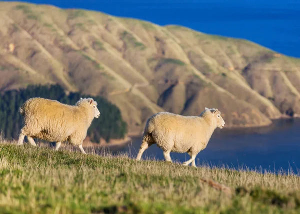 Sheep Green Mountain Meadow Rural Scene New Zealand — Stock Photo, Image