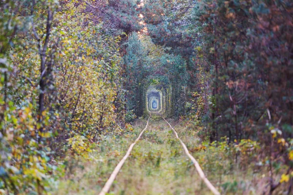 Stromový Tunel Začátku Podzimní Sezóny — Stock fotografie