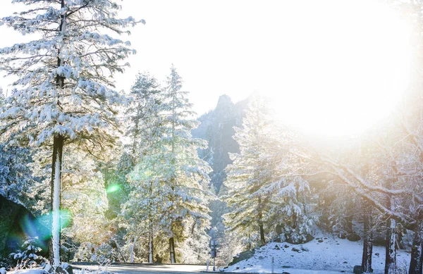 Saison Hiver Dans Parc National Yosemite Californie Usa — Photo