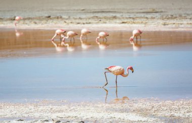 Bolivya Altiplano Gölü 'nde flamingo. Vahşi doğa.