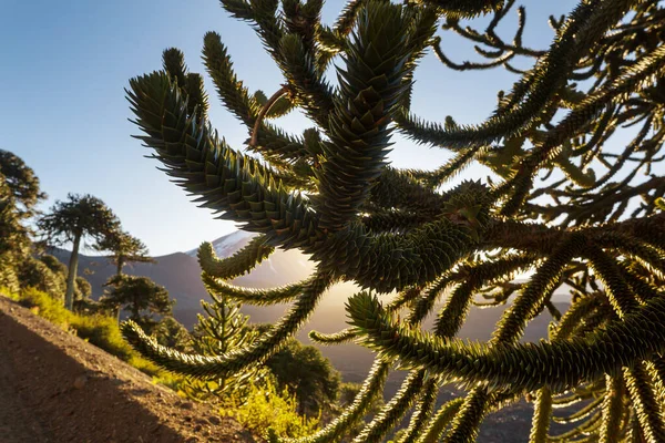 Außergewöhnliche Araucaria Araucaria Araucana Bäume Den Anden Chile — Stockfoto