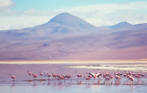 Flamingo Bolíviai Altiplano Vadon Élő Állatok Természet Vadon — Stock Fotó