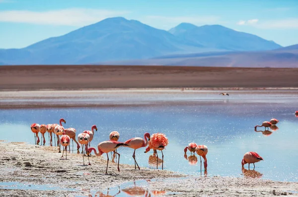 Flamingo Bolíviai Altiplano Vadon Élő Állatok Természet Vadon — Stock Fotó