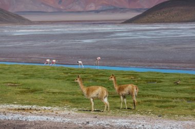 Kuzey Şili, Güney Amerika 'daki Altiplano' da vahşi vicunalar
