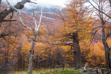 Güneşli bir ormanda renkli sonbahar yaprakları. Sonbahar doğal arka planı