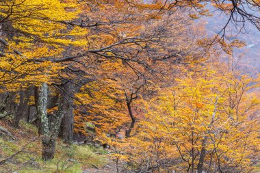 Güneşli bir ormanda renkli sonbahar yaprakları. Sonbahar doğal arka planı