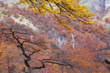 Güneşli bir ormanda renkli sonbahar yaprakları. Sonbahar doğal arka planı