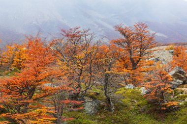 Güneşli bir ormanda renkli sonbahar yaprakları. Sonbahar doğal arka planı