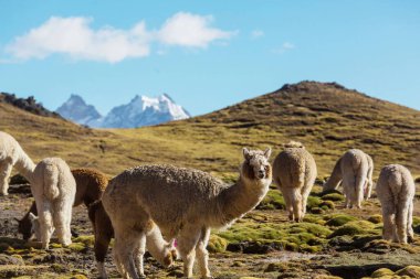 And Dağları, Bolivya, Güney Amerika 'da şirin alpaka