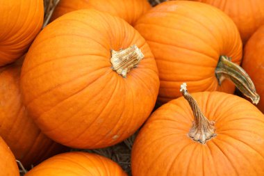 Şükran Günü ve Cadılar Bayramı: saman yığınları üzerinde ve etrafında birden fazla balkabağı. Balkabağı Tarlası.
