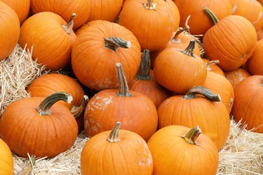 Şükran Günü ve Cadılar Bayramı: saman yığınları üzerinde ve etrafında birden fazla balkabağı. Balkabağı Tarlası.